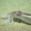 oceanic squid